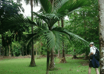 BURRETIOKENTIA HAPALA AN EXOTIC NEW CALEDONIAN PALM FOR SOUTHERN CALIFORNIA