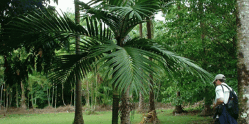 BURRETIOKENTIA HAPALA AN EXOTIC NEW CALEDONIAN PALM FOR SOUTHERN CALIFORNIA