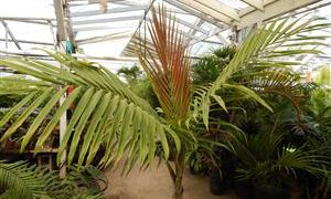 BURRETIOKENTIA KOGHIENSIS RARE NEW CALEDONIAN PALM