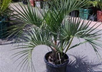 BUTIA X JUBAEA RARE HYBRID OF TWO COLD HARDY SPECIES