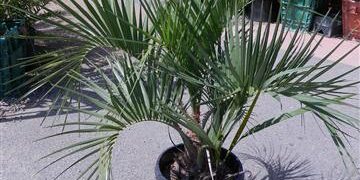 BUTIA X JUBAEA RARE HYBRID OF TWO COLD HARDY SPECIES