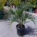 BUTIA X JUBAEA RARE HYBRID OF TWO COLD HARDY SPECIES