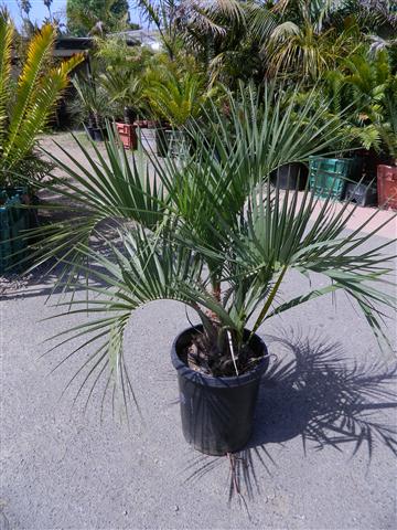 BUTIA X JUBAEA RARE HYBRID OF TWO COLD HARDY SPECIES BUTIA X JUBAEA RARE HYBRID OF TWO COLD HARDY SPECIES
