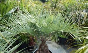 BUTIA CAPITATA BLUE VARIETY
