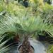 BUTIA CAPITATA BLUE VARIETY