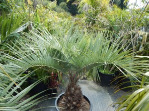 BUTIA CAPITATA BLUE VARIETY