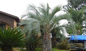 BLUE BUTIA CAPITATA THE BLUE PINDO PALM MEDIUM SIZED PINNATE PALM WITH BLUE OR BLUE-GREEN LEAVES