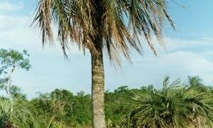 BUTIA PARAGUAYENSIS BLUE-GREEN BUTIA FROM SOUTH AMERICA