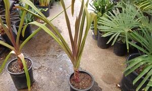 CRINUM AMABILE – PURPLE LEAF FORM LARGE CRINUM LILY – AKA “QUEEN EMMA LILY”