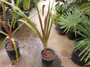 CRINUM AMABILE – PURPLE LEAF FORM LARGE CRINUM LILY – AKA “QUEEN EMMA LILY”