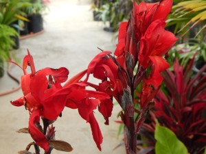 CANNA LILY AMBASSAOR