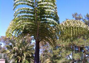 CARYOTA GIGAS”THAI MOUNTAIN GIANT”, “KING KONG PALM”, “BLACK STEM FISHTAIL”