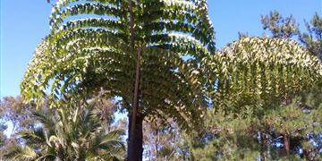 CARYOTA GIGAS”THAI MOUNTAIN GIANT”, “KING KONG PALM”, “BLACK STEM FISHTAIL”
