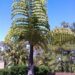 CARYOTA GIGAS” THAI MOUNTAIN GIANT”, “KING KONG PALM”, “BLACK STEM FISHTAIL”
