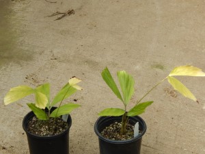 CARYOTA URENS THE GIANT MOUNTAIN FISHTAIL