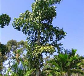 CARYOTA URENS THE GIANT MOUNTAIN FISHTAIL