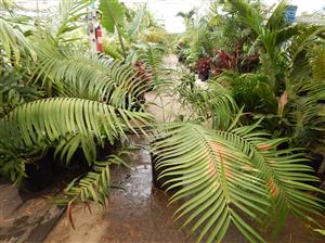 CERATOZAMIA MEXICANA