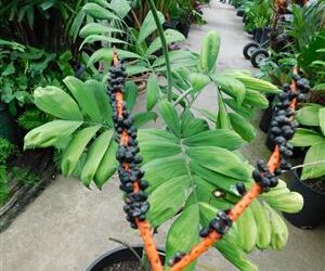 CHAMAEDOREA ADSCENDENS SUPER RARE UNDER-STORY PALM WITH SATIN SHEEN TO LEAVES