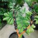 CHAMAEDOREA ADSCENDENS SUPER RARE UNDER-STORY PALM WITH SATIN SHEEN TO LEAVES
