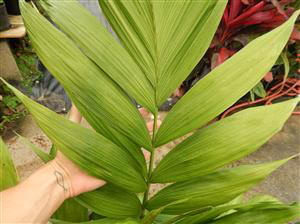 CHAMAEDOREA ARENBERGIANA SINGLE TRUNK UNDERSTORY PALM WITH WIDE LEAFLETS