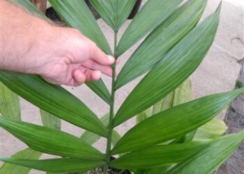 CHAMAEDOREA ARENBERGIANA SINGLE TRUNK UNDERSTORY PALM WITH WIDE LEAFLETS
