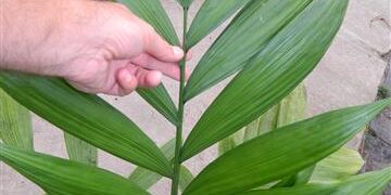 CHAMAEDOREA ARENBERGIANA SINGLE TRUNK UNDERSTORY PALM WITH WIDE LEAFLETS