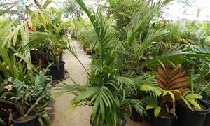 CHAMAEDOREA CATARACTARUM THE CAT PALM