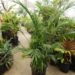 CHAMAEDOREA CATARACTARUM THE CAT PALM