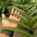 CHAMAEDOREA COSTARICANA ONE OF THE BEST BAMBOO PALMS