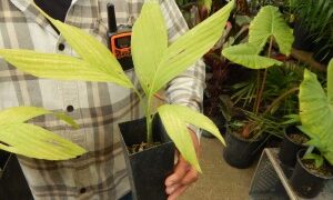 CHAMAEDOREA ERNESTI-AUGUSTI VERY ATTRACTIVE DWARF SHADE PALM