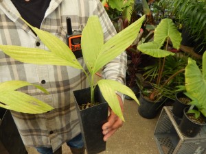 CHAMAEDOREA ERNESTI-AUGUSTI VERY ATTRACTIVE DWARF SHADE PALM
