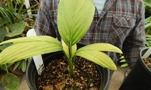 CHAMAEDOREA FRONDOSA SUPER RARE UNDERSTORY DWARF PALM