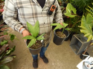 CHAMAEDOREA GEONOMIFORMIS SINGLE TRUNK, DWARF UNDERSTORY PALM