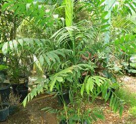 CHAMAEDOREA KLOTZSCHIANA SINGLE TRUNK MEXICAN CHAMAEDOREA