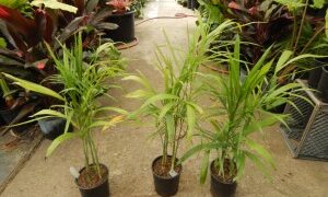 CHAMAEDOREA PLUMOSA THE BABY QUEEN PALM