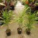 CHAMAEDOREA PLUMOSA THE BABY QUEEN PALM