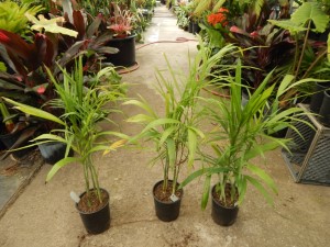 CHAMAEDOREA PLUMOSA THE BABY QUEEN PALM