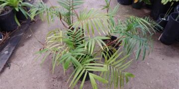 CHAMAEDOREA RADICALIS TRUE TRUNK-LESS, DWARF FORM