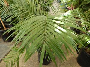 CHAMAEDOREA TRUNKING RADICALIS MEDIUM HEIGHT MATURE – THIN TRUNKS