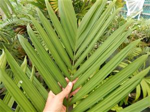 CHAMAEDOREA WOODSONIANA TALL, THICK TRUNK, BEAUTIFUL GREEN PINNATE PALM