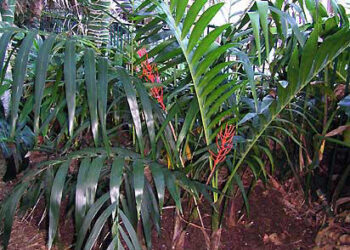 CHAMAEDOREA BENZIEI RARE SINGLE TRUNK CHAMAEDOREA LIKE C. RADICALIS ON STEROIDS!