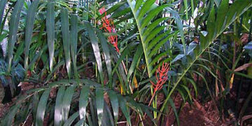 CHAMAEDOREA BENZIEI RARE SINGLE TRUNK CHAMAEDOREA LIKE C. RADICALIS ON STEROIDS!