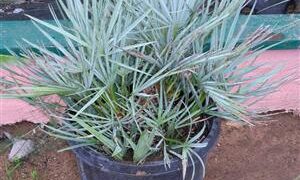CHAMAEROPS CERIFERA NATIVE TO MOROCCOTHE SEMI-DWARF “BLUE MED FAN”
