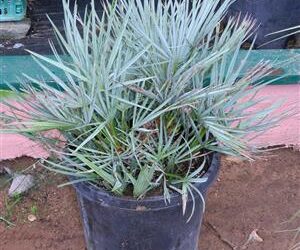 CHAMAEROPS CERIFERA NATIVE TO MOROCCOTHE SEMI-DWARF “BLUE MED FAN”