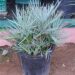 CHAMAEROPS CERIFERA NATIVE TO MOROCCOTHE SEMI-DWARF “BLUE MED FAN”
