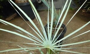 CHAMAEROPS CERIFERA NATIVE TO MOROCCOTHE SEMI-DWARF “BLUE MED FAN”