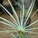 CHAMAEROPS CERIFERA NATIVE TO MOROCCOTHE SEMI-DWARF “BLUE MED FAN”
