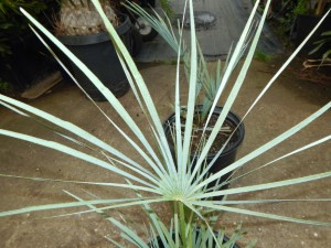 CHAMAEROPS CERIFERA NATIVE TO MOROCCOTHE SEMI-DWARF “BLUE MED FAN”