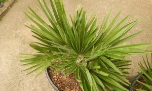 CHAMAEROPS HUMILIS VULCANO SUPER RARE & HARD TO FIND DWARF & COLD HARDY FAN PALM
