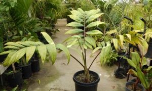 CHAMBEYRONIA HOOKERI THE BLONDE FLAME THROWER PALM
